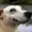 dogoff's icon