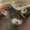 HungryPiranhas's icon