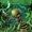 FreakoNatur3's icon