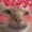 iluvmincecore34's icon