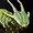 guiltist's icon