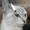 3zoom's icon