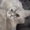 Biggiecheee2319's icon