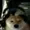 doghobbler's icon