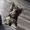 Choom808's icon