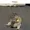 bobageeGD's icon