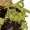 Akaneshii's icon