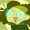 likeanelegy's icon