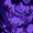 DIVINE08's icon