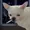 RyudzuNiki's icon