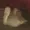 Wishlyssist's icon