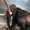 MegaSwagMammoth's icon
