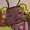 mochabunni's icon