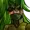 thesergent's icon