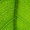 GreenPiranha's icon