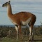 TheCelestialGuanaco