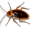 C-Roach's icon