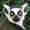 Lemurrs's icon