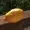 lemon42's icon