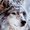 AlVonWolf's icon