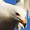 SeagullSays's icon