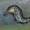 Bimbingo's icon