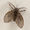 A-Moth's icon