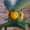 SolidFrog's icon
