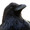 crowsfeet's icon