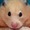 HamsterChew's icon