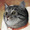 CatScatch's icon