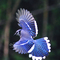 Bluejay1517