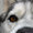 Wolf-dog's icon