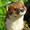 theweasels1's icon