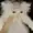 CryMexis's icon