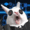 CyberRabbit's icon