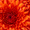 ddoge233's icon