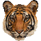 Tigriky
