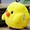 A-Duck's icon
