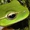 FrogeFire's icon