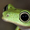 Budderfrog1's icon