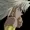 N3cr0F1re567's icon