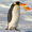 pengulova's icon