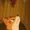 Bantrinatious's icon