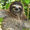 SlothGaming2016's icon