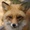 fox226's icon