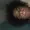 Chao-Patel's icon