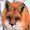 Coolfox2017's icon