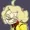 WellManneredNate's icon
