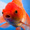 ShinyGoldfish's icon